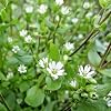 1000 Seeds Herb Chickweed Stellaria Media Easy for Grow Garden