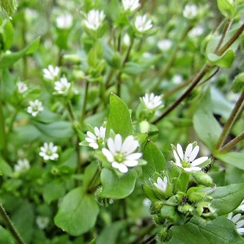 1000 Seeds Herb Chickweed Stellaria Media Easy for Grow Garden