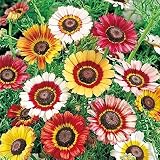 1000 Rainbow Painted Daisy Seeds - Wonderful Cut Flower