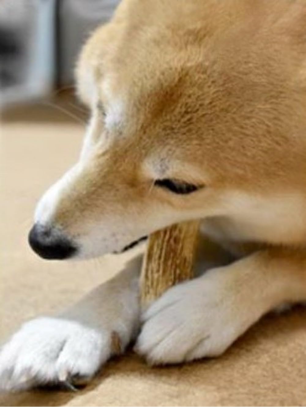 Corno di Cervo per Cani XXL Osso Naturale Masticativo
