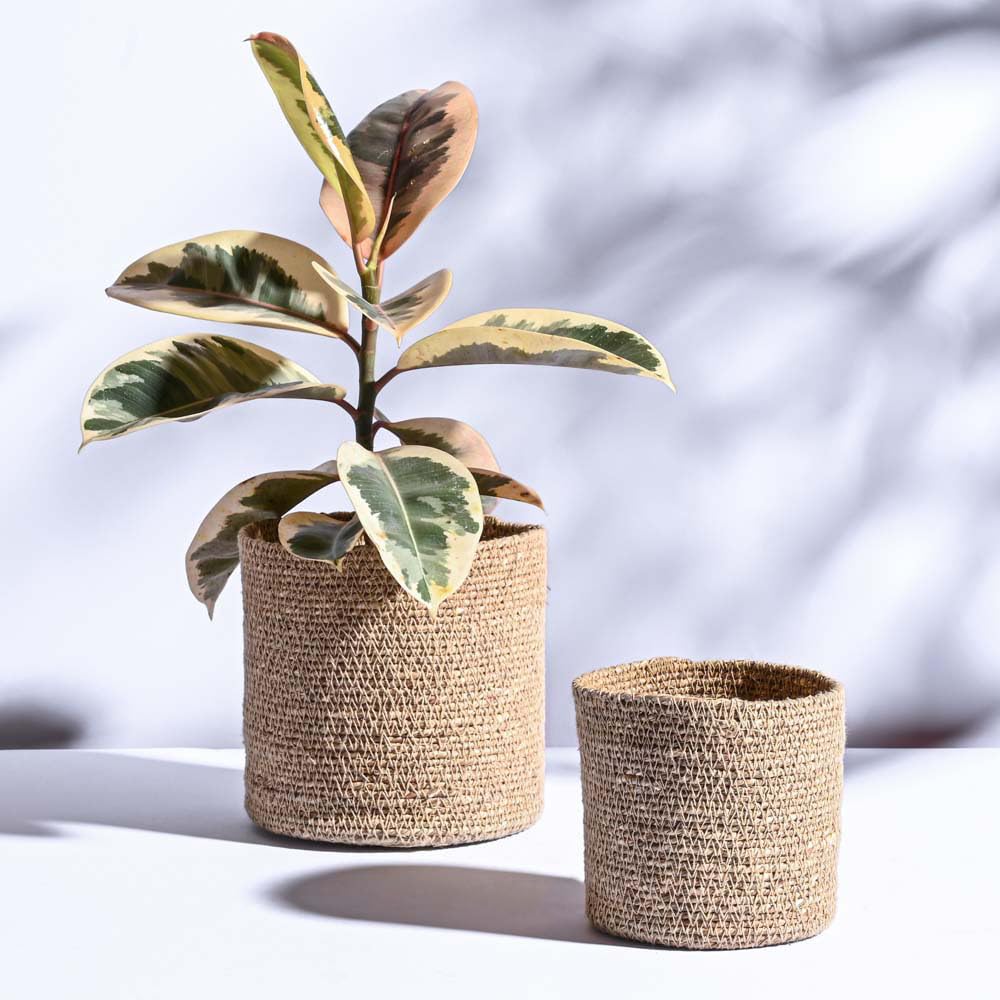 See full amazon price history chart for UGAOO Meadow Eco-Friendly Grass Planter - Skillfully Crafted, Durable Planter for Home Décor (Set of 2, Small & Medium Sizes) UGAOO Meadow Eco-Friendly Grass Planter - Skillfully Crafted, Durable Planter for Home Décor (Set of 2, Small & Medium Sizes) (B0CXDXDLDX) Amazon Price History, Amazon Price Tracker