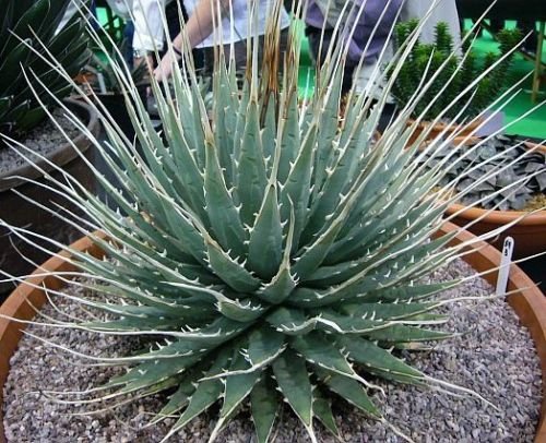 Agave ‘Eborispina×Black&Blue’ Amazon.com: Agave Utahensis Eborispina exótica suculenta rara