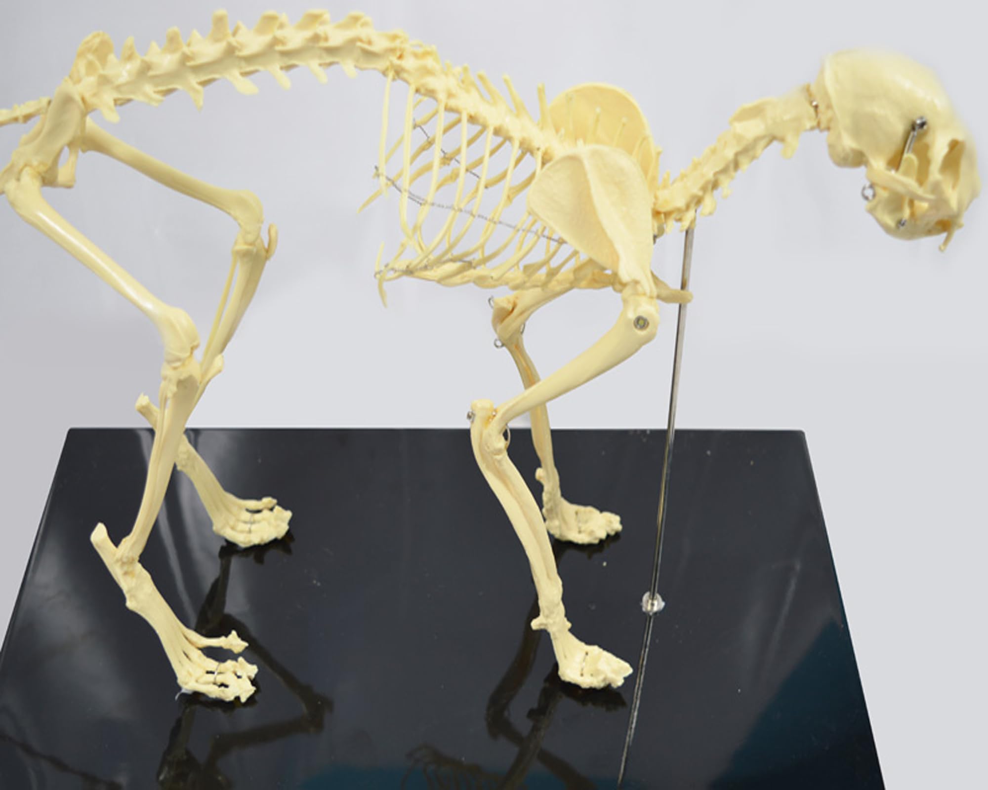 WYDDDARY Feline Skeleton Anatomical Model Standard Size Cat Medical Anatomical Animal Teaching Model for Lab Veterinary Teaching Demonstration Tool