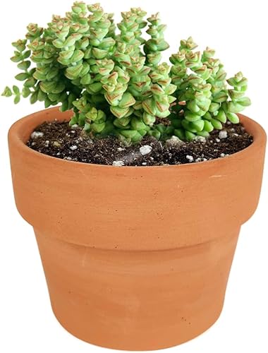 Miniatura 6 de Crassula Tom - Suculentas con botón para el pulgar (2 pulgadas)  Suculentas que se arrastran completamente arraigadas para decoración del hogar y la