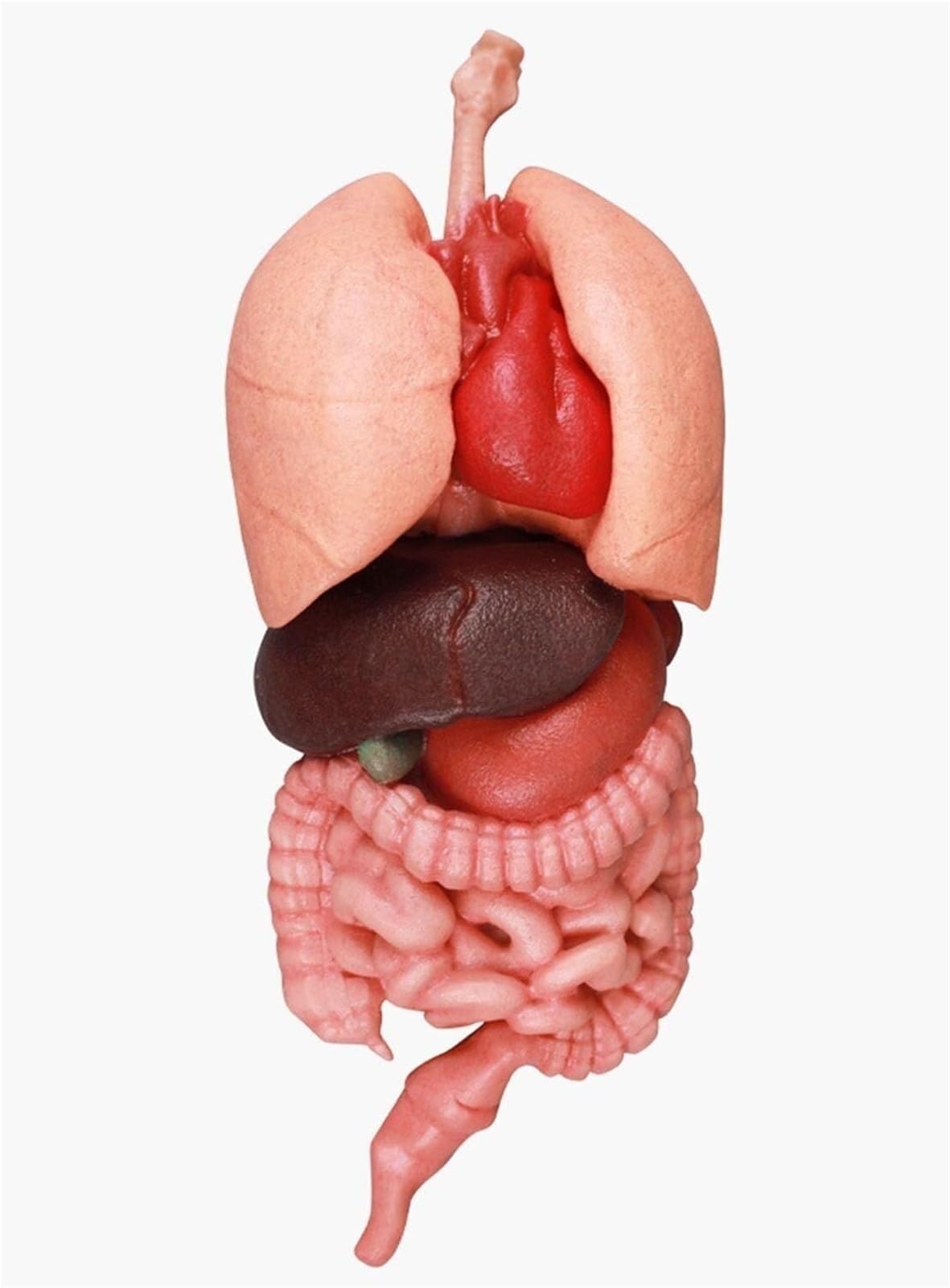 Zestaw do budowy anatomicznego modelu ludzkiego żołądka 3D z silikonu – edukacyjny model organu do użytku w placówkach opieki zdrowotnej, w tym w szkołach i wśród studentów