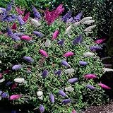 GreenboutiQ - Schmetterlingsflieder Winterhart - Buddleja davidii Tricolour - Blüten Rosa, Weiß und Lila - 1 Pflanze - Laubabwerfend - Schmetterlingsanziehend - Topf 17cm Höhe 30cm