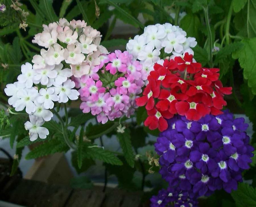 Vervain seeds || 10 seeds