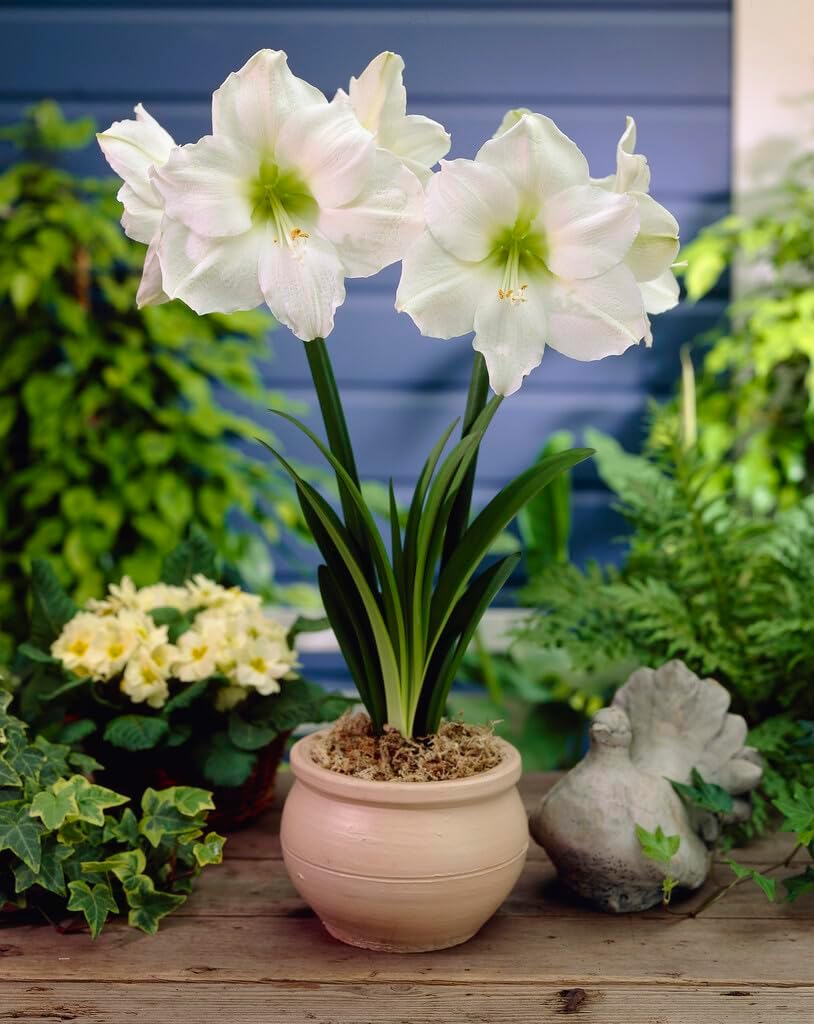 Large White Amaryllis Bulb for Planting - Easy to Grow - Indoor/Outdoor Denver White Amaryllis (3 Bulbs)