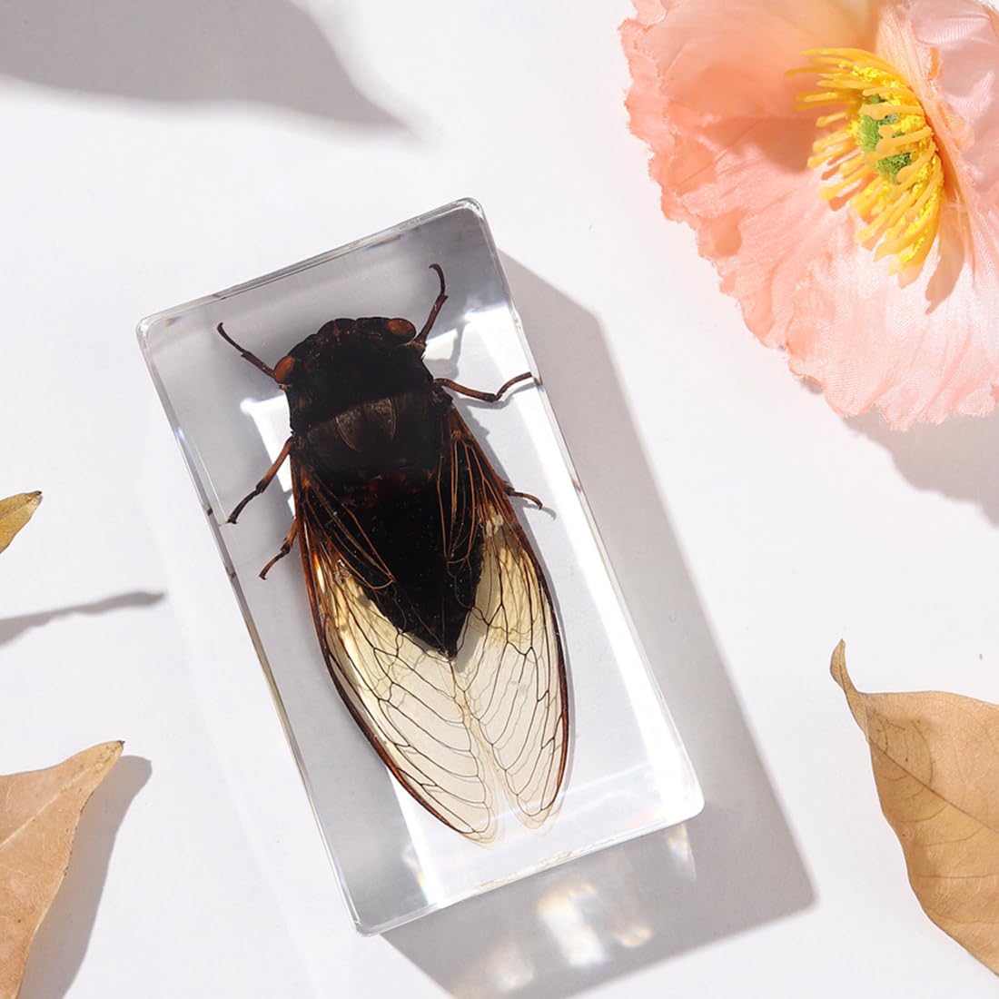 KSVMOAG Real Bugs Insect Resin Specimen, Real Insect Artificial Amber,Perfect for Preschool, Classroom Science Taxidermy, and Home Displays (Large Cicada)
