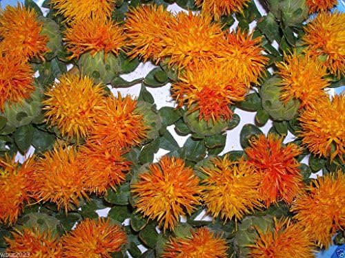 100 SAFFLOWER Seeds ,CARTHAMUS tinctorius,Dyer’s Saffron (Hong-Hua) Organic !