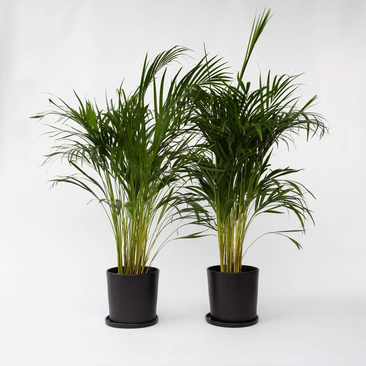 Dream big shop Areca Palm Plant pack off 2 – Natural Air Purifier – Indoor & Outdoor Organic Plant – Stylish Home & Office Décor With pot-image-33