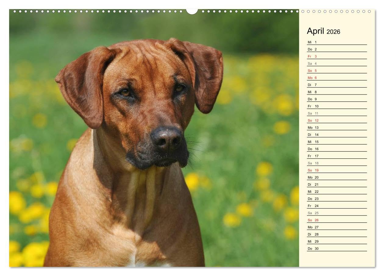 Rhodesian Ridgeback 2026 (hochwertiger Premium Wandkalender 2026 DIN A2 quer), Kunstdruck in Hochglanz: Eine der beliebtesten Hunderassen, der ... auf 13 faszinierenden Fotos (CALVENDO Tiere)