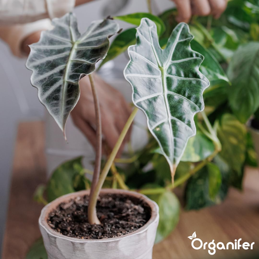Fertilizante Líquido Para Alocasia - 4x1L - NPK 2-1-8 | Fertilizante Para Hojas Abundantes Y Tallos Fuertes - Favorece Raíces Y Vitalidad - Organifer
