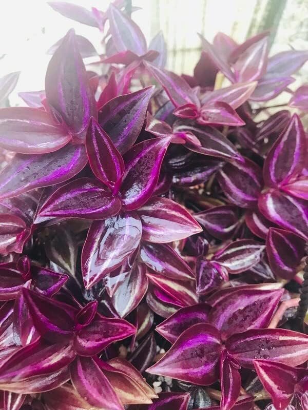 Wandering Jew Live Plant 5 Cuttings Burgundy Purple