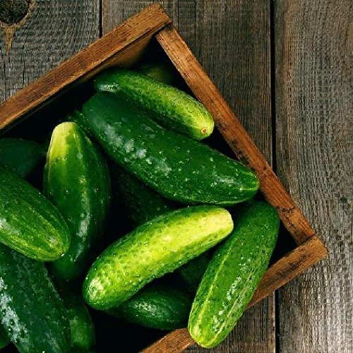 Ashley Slicing Cucumber Seeds For Planting, 50+ Heirloom Seeds Per Packet, (Isla's Garden Seeds), Non Gmo Seeds, Botanical Name: Cucumis Sativus, Great Home Garden Gift #TOP7