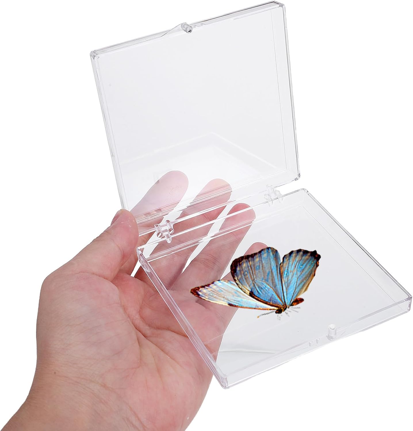 Generic 6pcs Small Butterfly Specimen Box - Transparent Hinged Plastic Display Case with Lid - Clear Insect Specimen Storage Container for Butterfly Collection Memory Keepsakes
