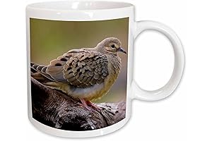 3dRose Mourning Dove Bird Resting