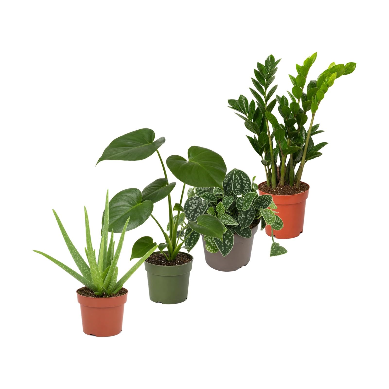 DECOALIVE Pack 4 Plantas de Interior para Distintos Tonos de Verde
