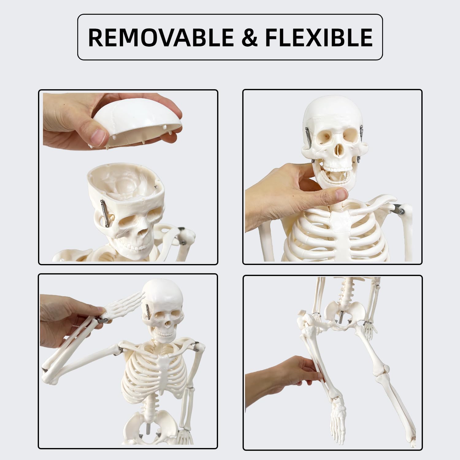 Human Skeleton Model for Anatomy, 33.4" 1/2 Life Size Skeleton Model with Nervous System Stand for Medical Study, Anatomical Skeleton with Movable Arms and Legs