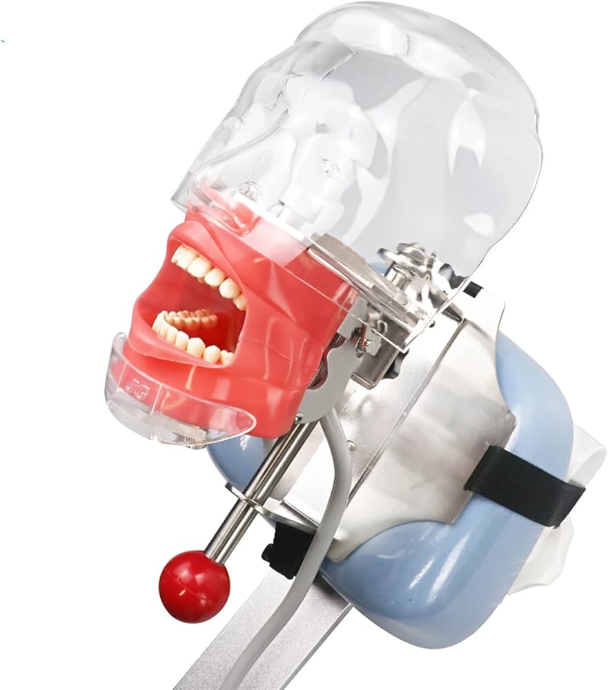歯科　マネキン　ファントム Amazon.co.jp: 歯科用マネキン シミュレーター ファントム ヘッド歯科