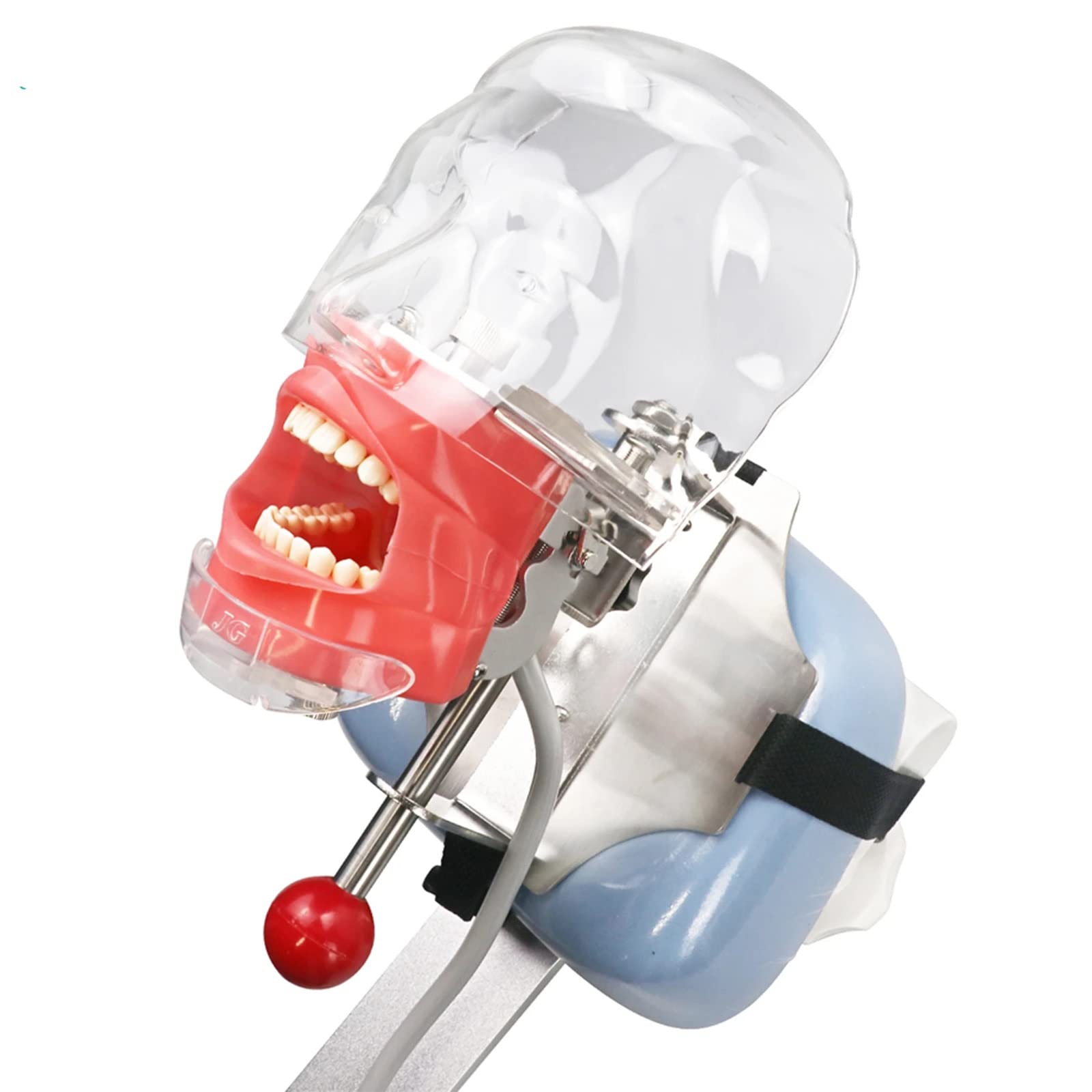 歯科　マネキン　ファントム Amazon.co.jp: 歯科用マネキン シミュレーター ファントム ヘッド歯科