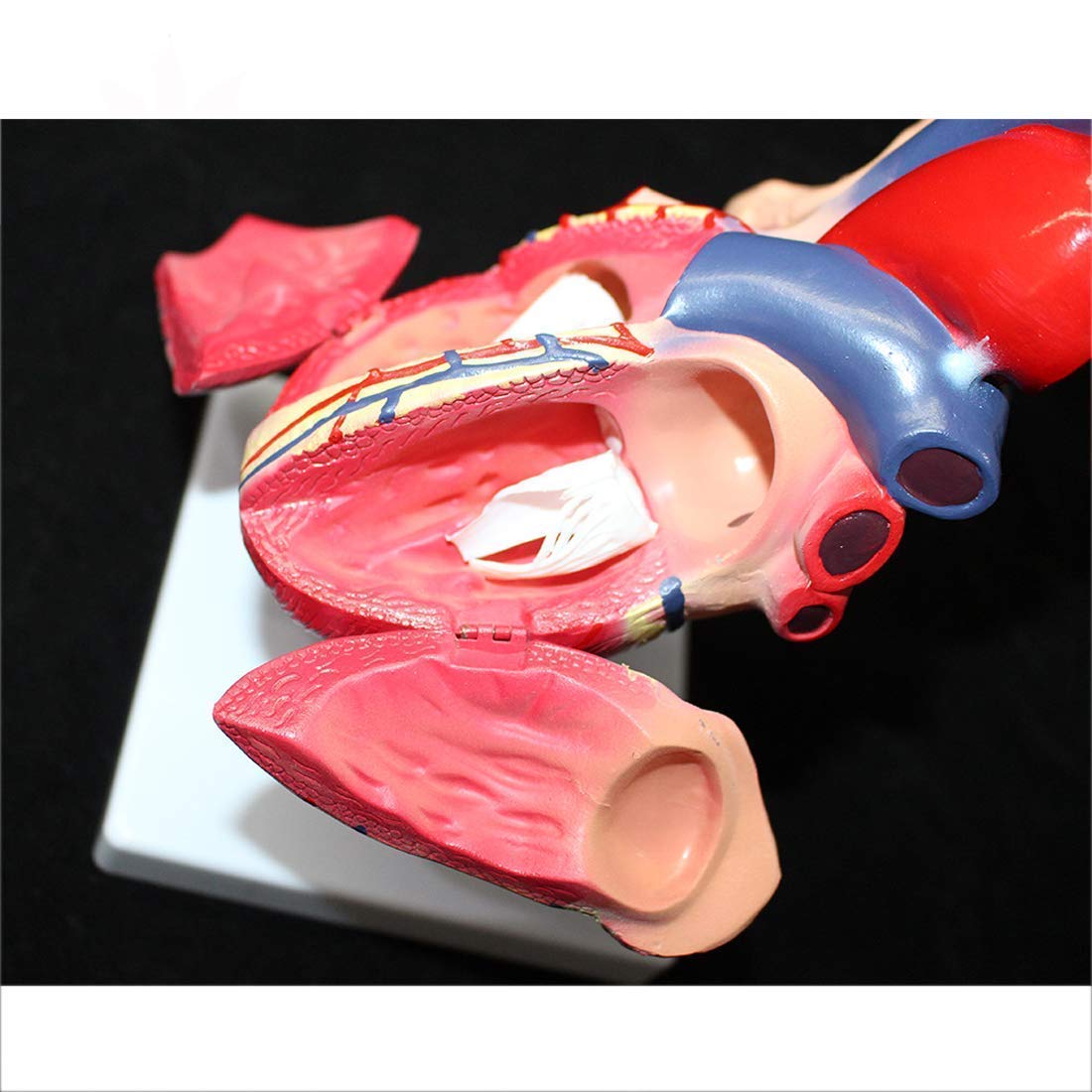 Model Edukacji Zdemontowany Anatomiczny Model Ludzkiego Serca Anatomia Medyczne Materiały Dydaktyczne, Modele