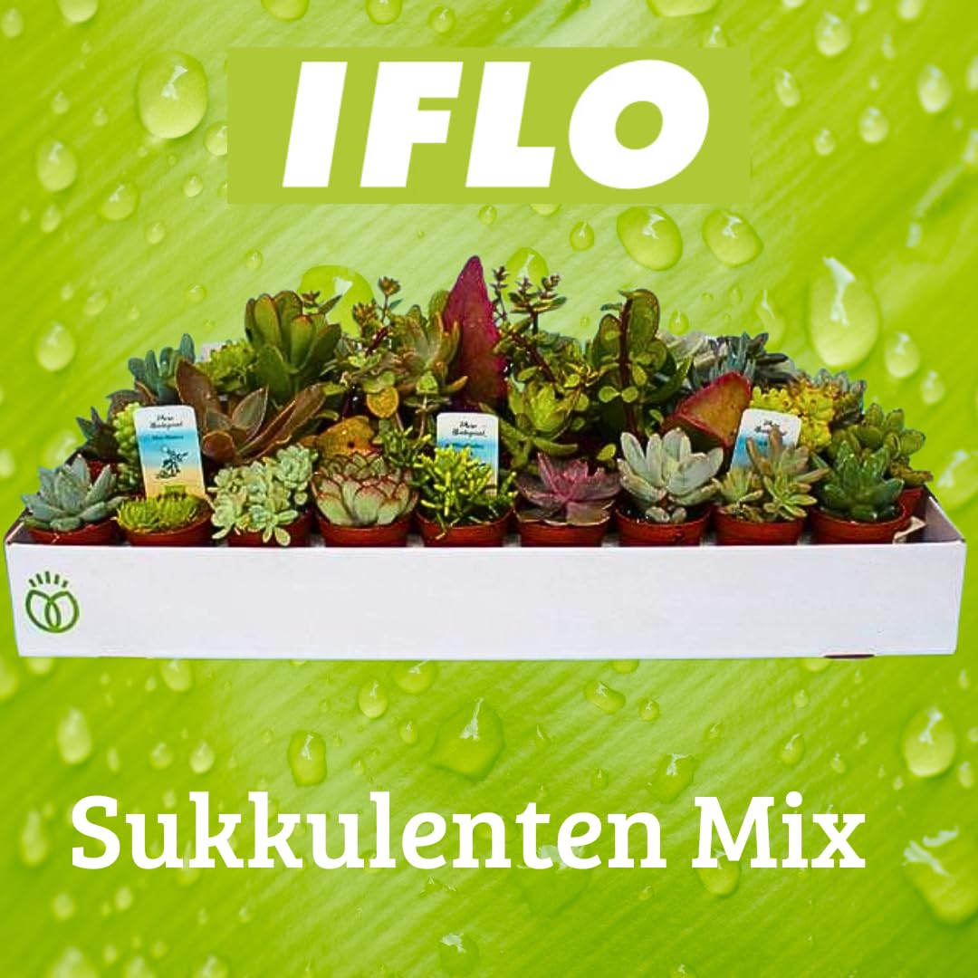 Iflo Fröhliche Vielfalt: Sukkulenten Mix, Sortiment von Mini-Sukkulenten im 5,0-5,5 cm Topf, Bunte Auswahl für Haus und Büro (16)