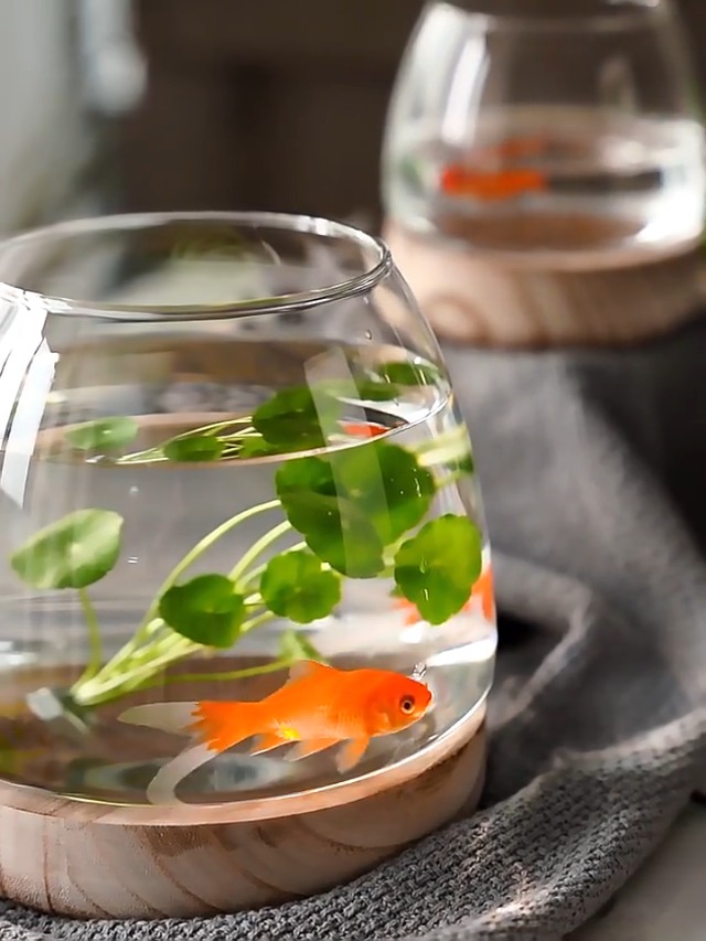 Amazon | Gaixiya金魚鉢 金魚鉢 ガラス 丸型 水槽 観葉植物 インテリア