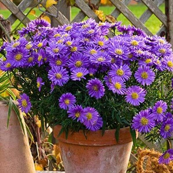 Mphmi Live Plant Nursery NCR Plants Aster Pink Plant Saintpaulia