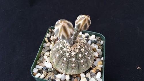 Miniatura 7 de Gymnocalycium ragonesii Cactus suculentas plantas vivas reales