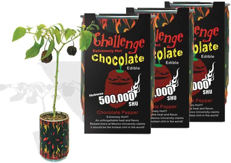 Very Hot Chocolate Habanero Pepper Growing Kit by Magic Plant - 3 Kits, All Inclusive Kit, Grow Your Own Peppers, 1 M to 1.5 M SHUs - Great for Indoor/Outdoor, Gift Idea