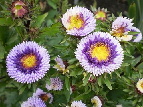Miniatura 6 de Semillas Aster Moon Mix Flores Anuales