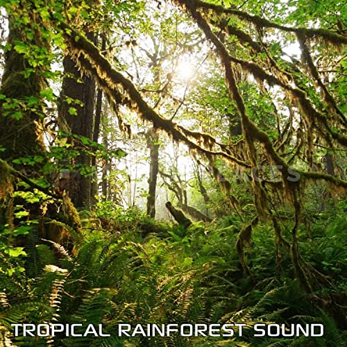 Soothing Rainforest Sound (feat. Discovery Nature Sound, Discovery Rain Sound, White Noise Soundscapes, White Noise Sleep Sounds, Water Soundscapes & Tropical Soundscapes)