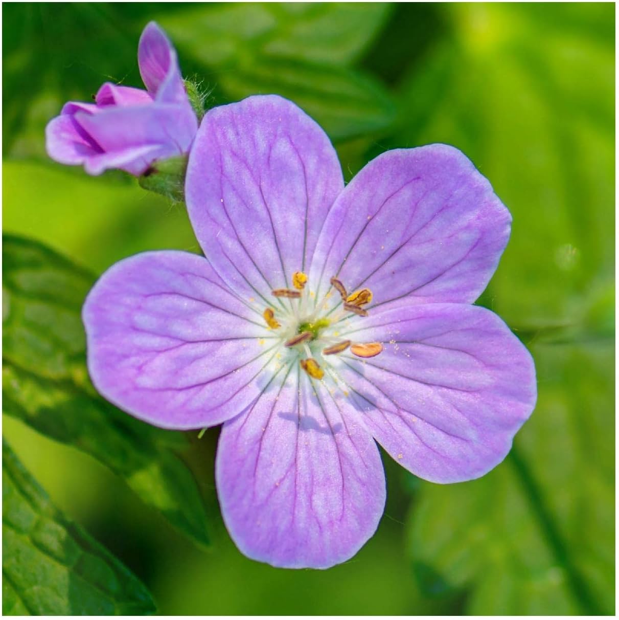 Everwilde Farms - 1/4 Lb Wild Geranium Native Wildflower Seeds - Gold Vault