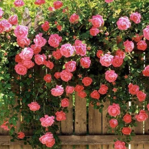 100 pcs Pink Climbing Rose Seeds ariety Rare Plant Exotic Succulent Seed Flowering Pot Climbing Home Garden