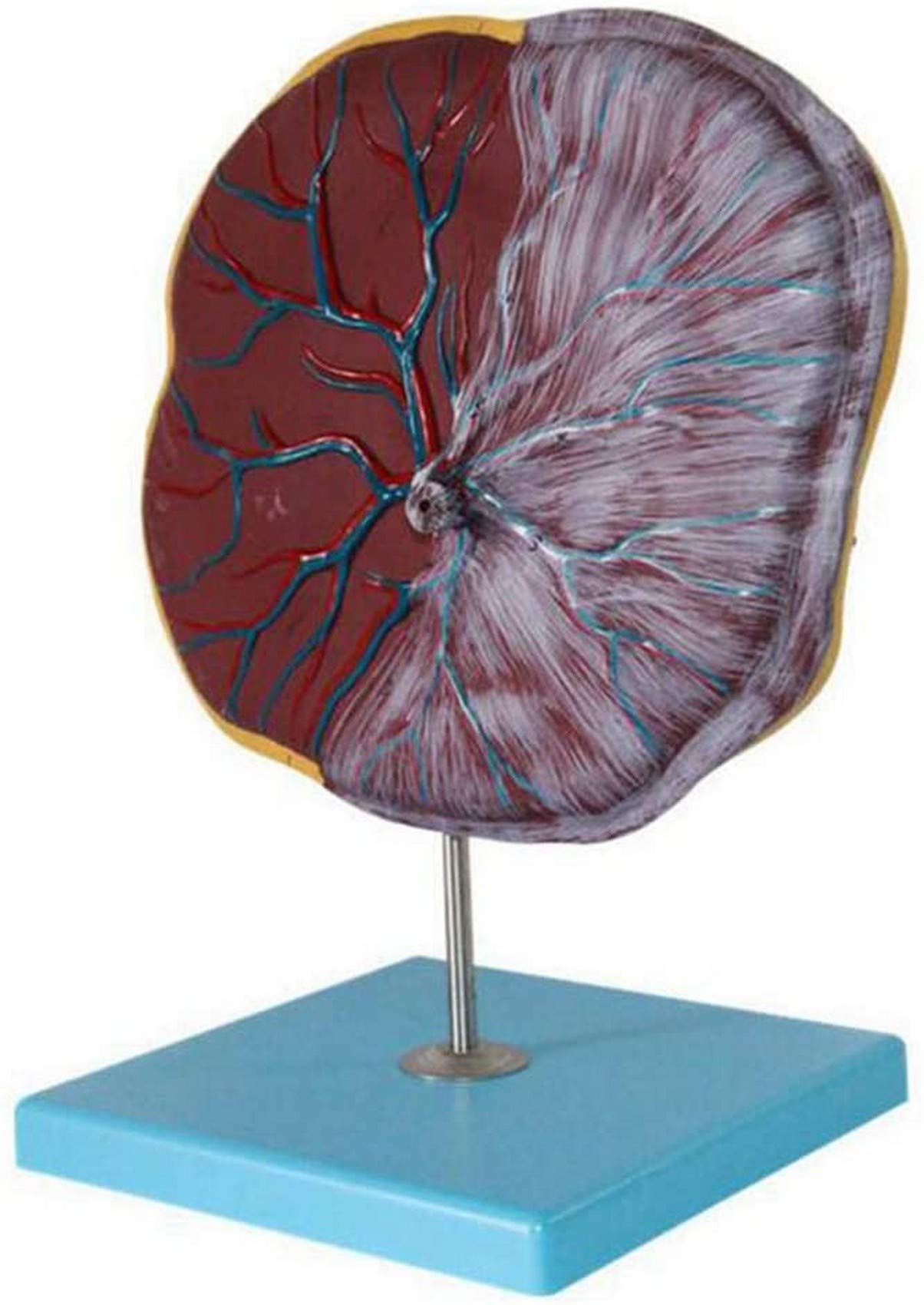 Human Anatomical Placenta Model,Placenta Model with Digital Identification,Umbilical Cord Model,Childbirth Model Simulator,Placenta Model Medical School Teaching Tools