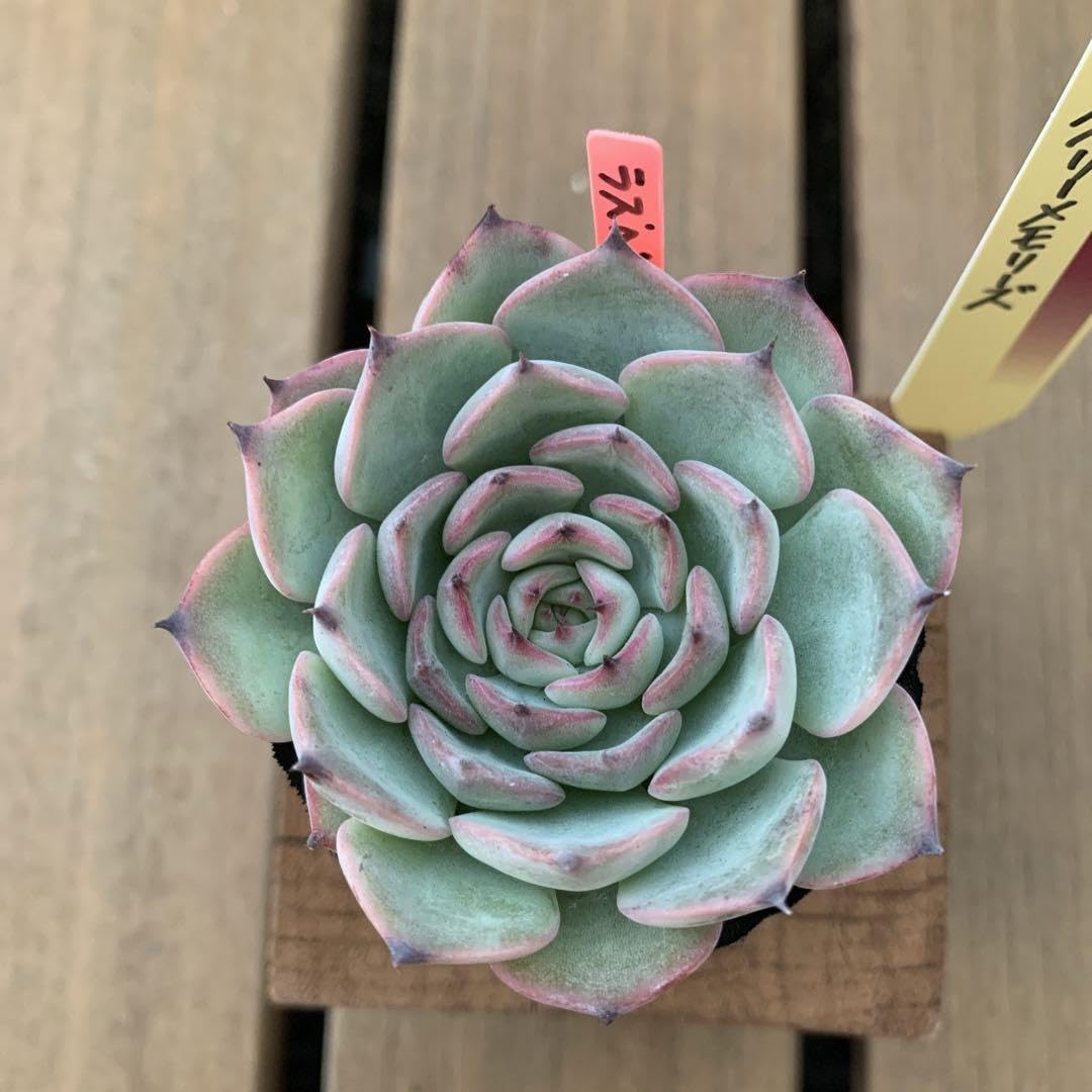 Amazon.co.jp: 多肉植物 ラズベリーメモリーズ おらいさん ミックス