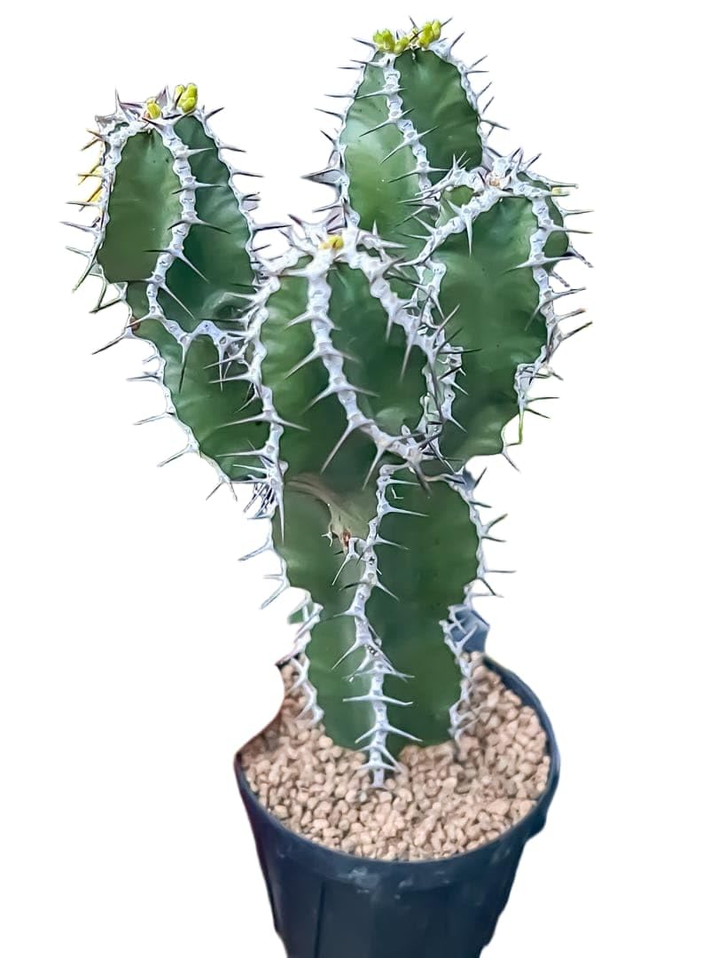 Amazon.co.jp: ユーフォルビア ムランジーナ 挿木 鉢植えのまま : ホビー