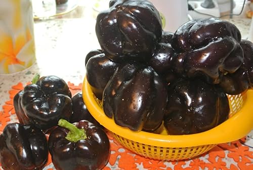 Miniatura 4 de KIRA SEEDS - Pimiento negro dulce - Vegetal tradicional - Sin OMG