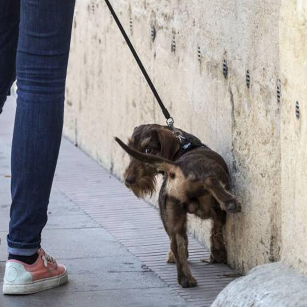 Repelente de Orina Idroless Larga Duración 25L Piedra, Ladrillo y Hormigón | Tratamiento preventivo antiorines para fachadas y suelos. Evita la penetración de orines, las manchas y malos olores