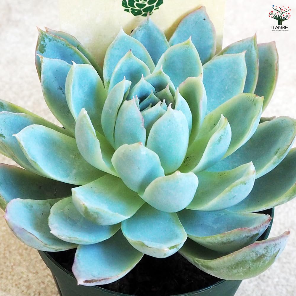 V10 【パンダ園芸】特選 多肉植物 Albuca bruce-bayeri (実生) 3株 激レア！ 