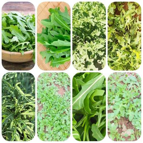 semillas de rúcula - plantas de jardín camas elevadas para jardín Decoración balcón invernadero plantas en macetas resistentes interior verdes semillas hierbas interior - raras - 300pcs