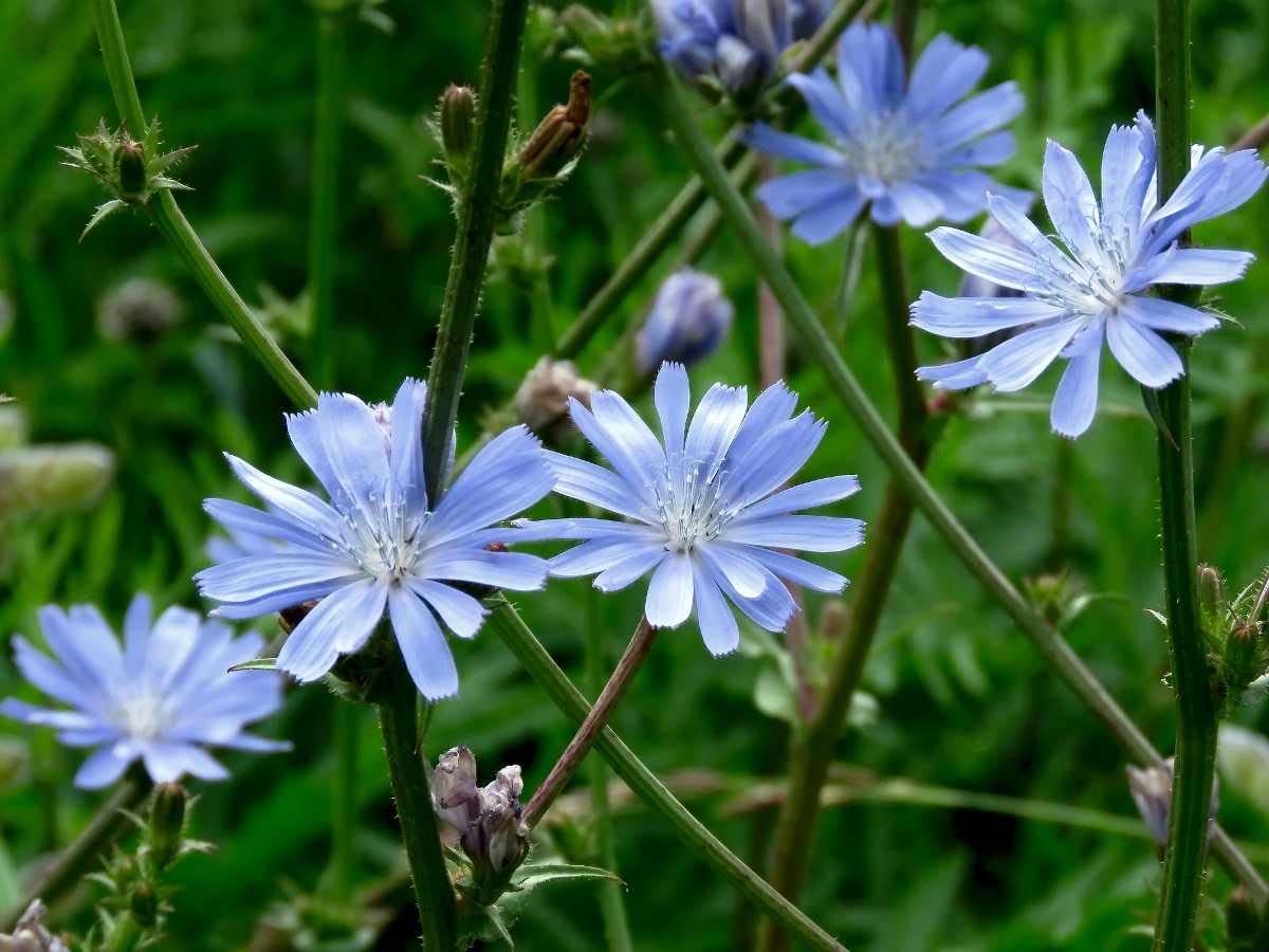Wildflower Seeds More Than 21 Pure Seeds Scented NO Grass Bee Butterfly Mix Meadow Garden UK Seed (Covers up to 25m²) — view 4