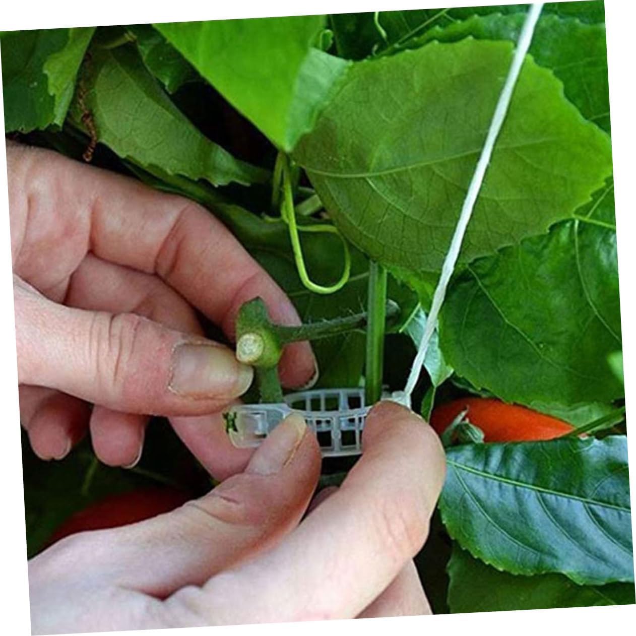 BESPORTBLE 2sets Tomato Support Stakes Hooks Vine Support Cages for Tomato Plant Trellis Greenhouse Vegetable Garden Clips