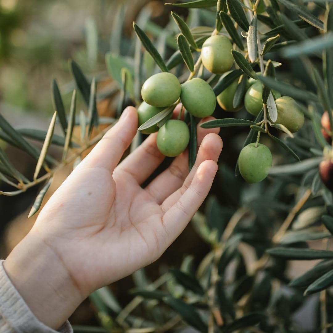 Olivier Olivenbaum Oliven Frantoio - Obstpflanze auf Blumentopf 22 Baum  Hhe max 170-4 Jahre Anbau Italien : Amazon.de: Garten