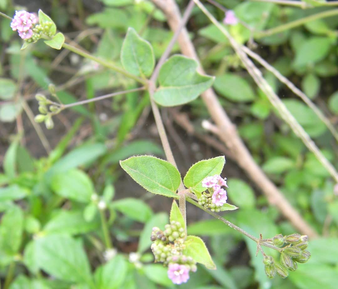 Ayansh Red hogweed Punarnava Boerhavia diffusa Punarnabha Live Plant (B0BRL71FG4) Amazon Price History, Amazon Price Tracker