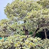 bonsai tree semi cascade Adatto agli amanti del giardino che non necessitano di competenze di piantagione molto professionali.Anche il primo coltivatore può far crescere la pianta perfettamente.