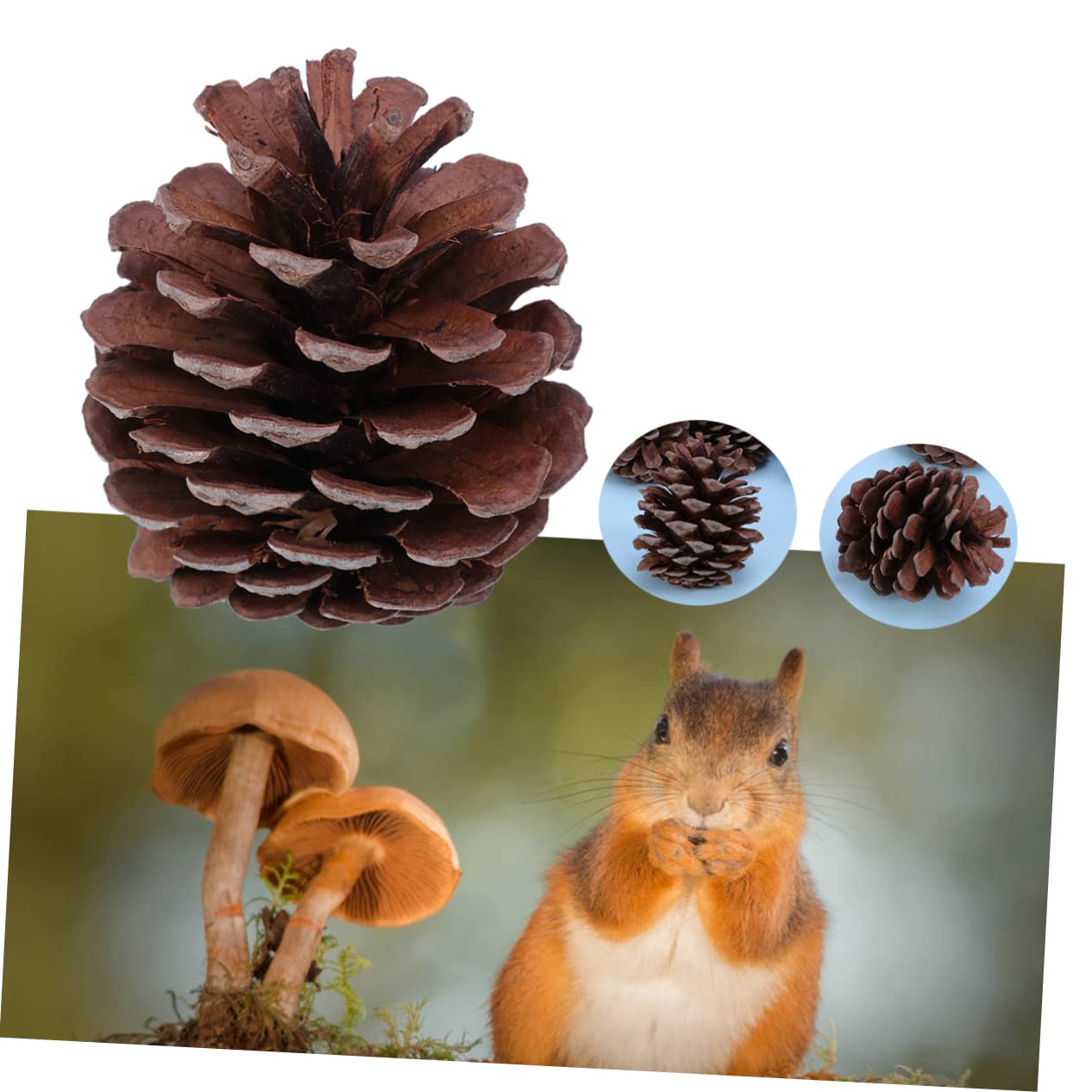 Natürliche Kiefernzapfen 6-8cm, 50 Stück für Weihnachtsdeko | Pine Cones, Wiederverwendbar, Winter und Garten Deko, Festliche Stimmung, für Feier und Arrangement