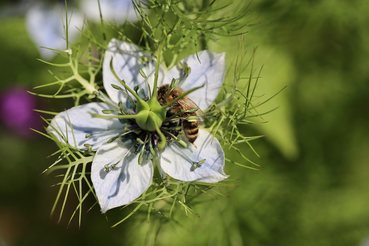 Nigella Honey from Egypt 300g a honey Rare and unique - 100% Natural, Harvested in the Nile Delta Region.