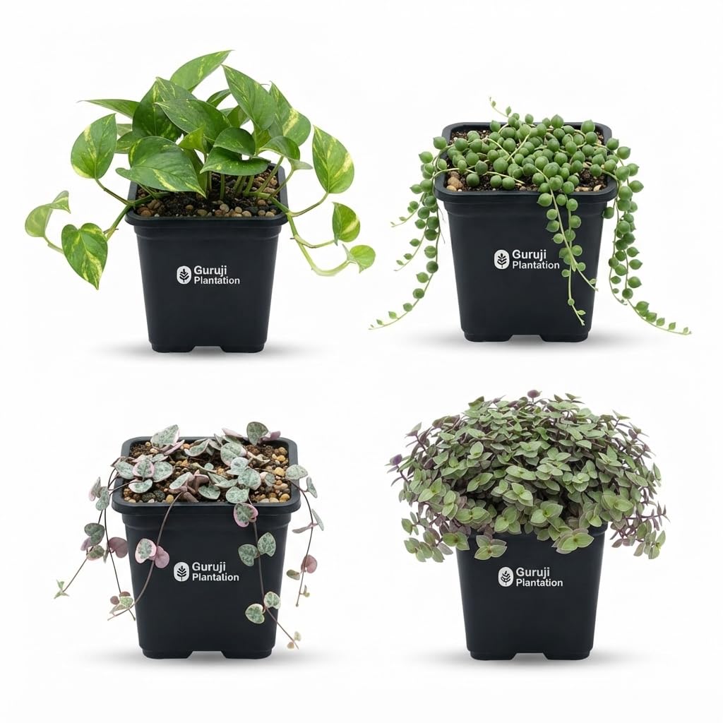 Guruji Plantation Set of 4 Selected Live Money Plant, String Of Pearls, String Of Hearts, Turtle Vine Combo – Natural Decorative Plants for Home & Balcony Décor with Pots-image-1